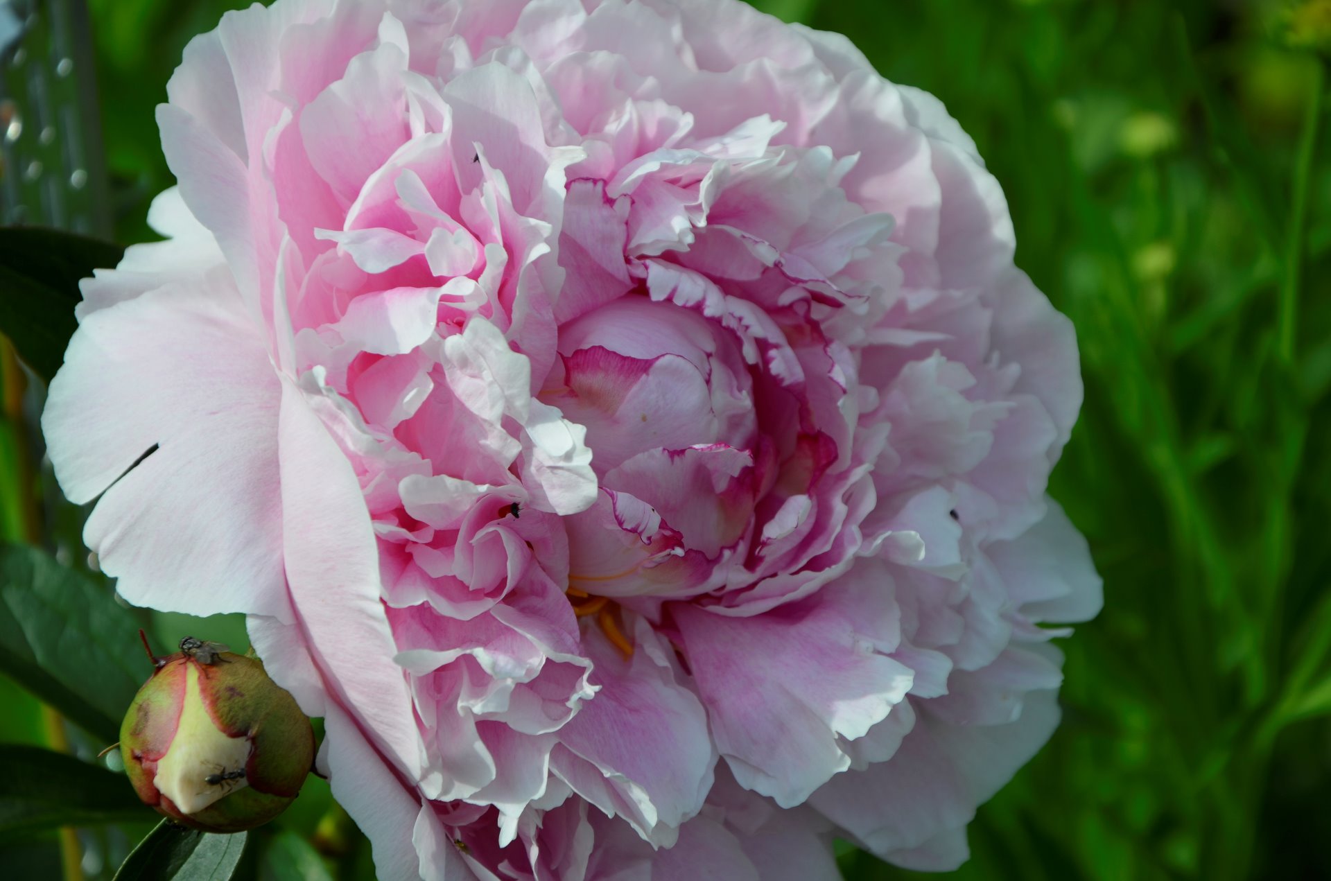 Paeonia Lactiflora 'Sarah Bernhardt'