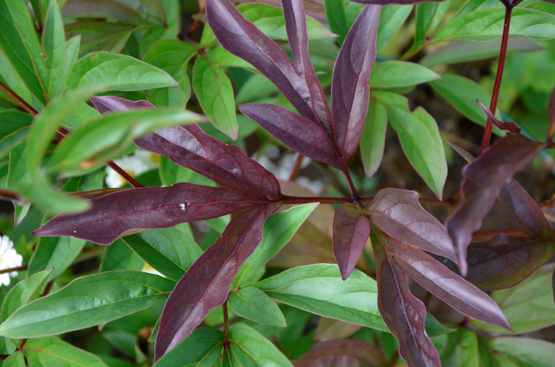 röda blad på en del lactiflora