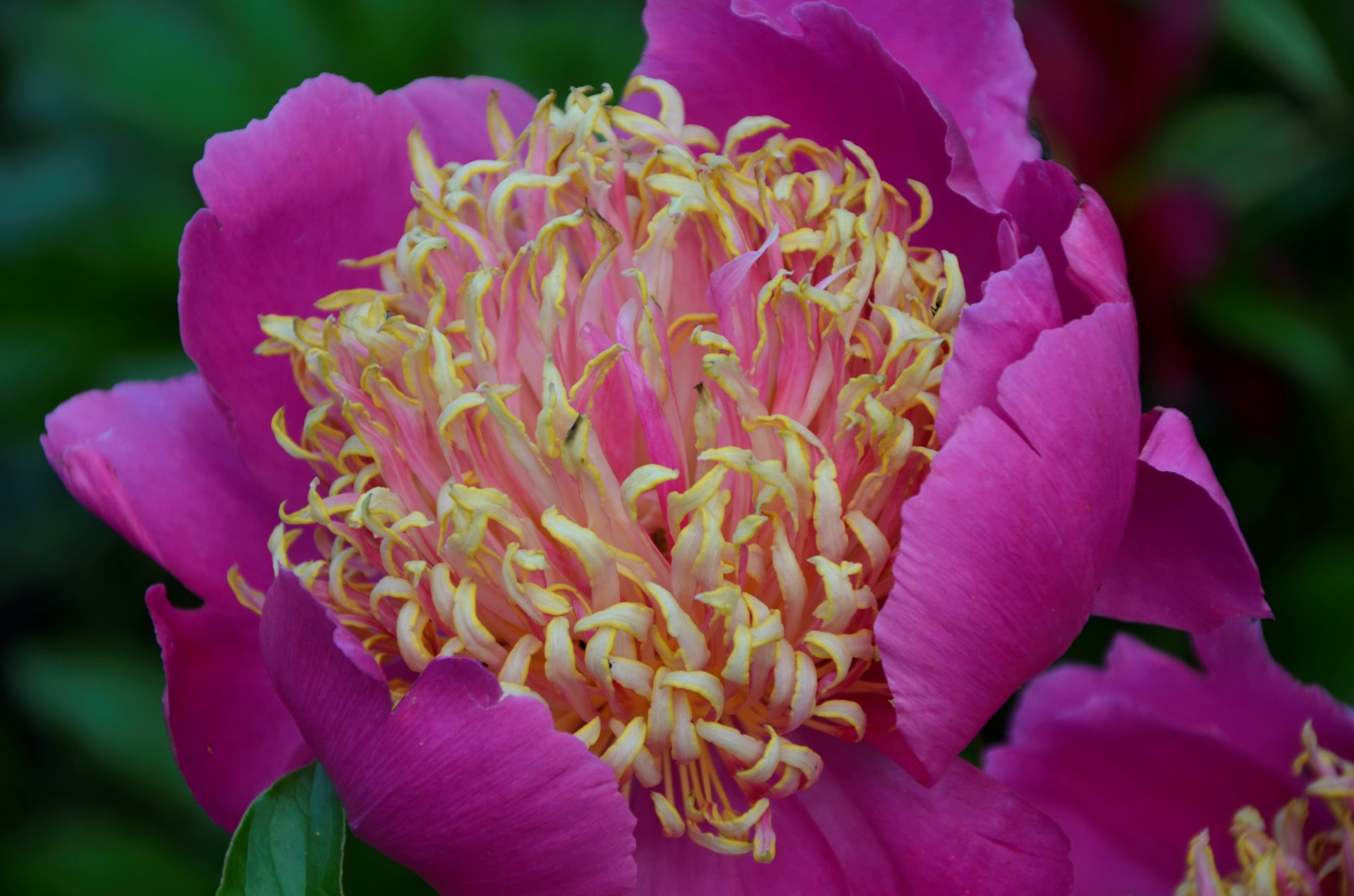 Antwerpen, P.Lactiflora