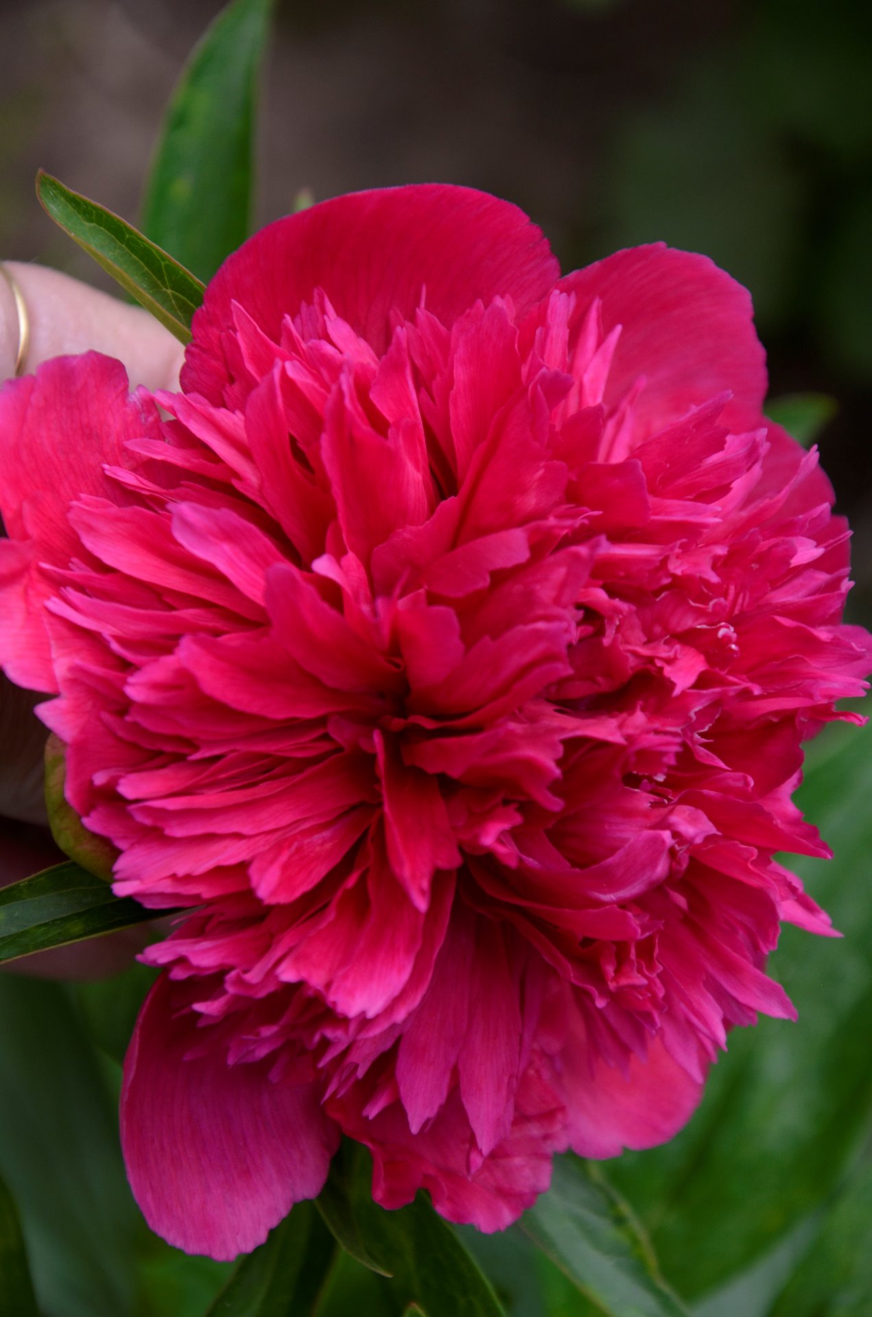 Paeonia Festiva 'Rubra Plena'