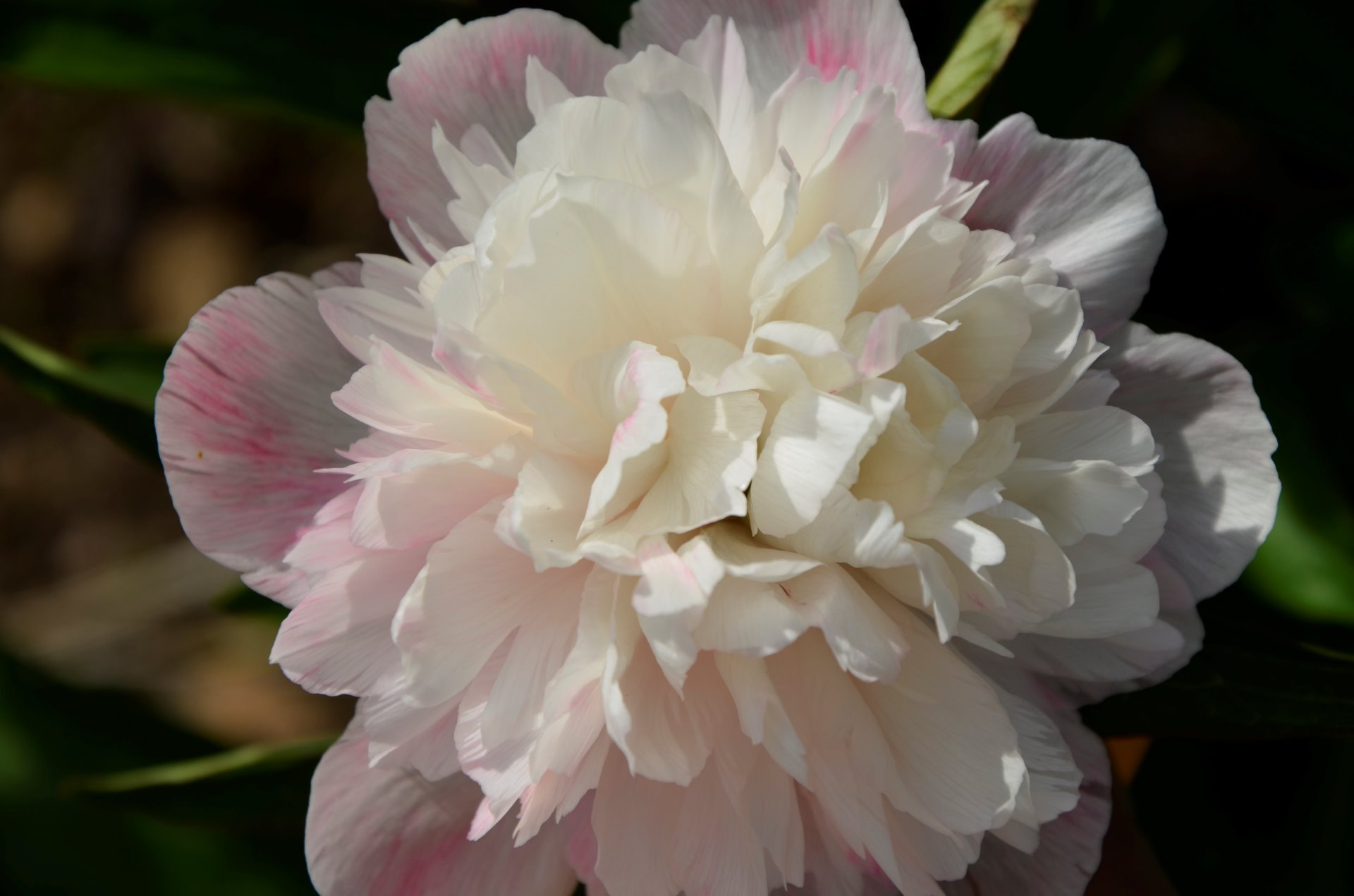 Paeonia Festiva Mutabilis 'Alba Plena'