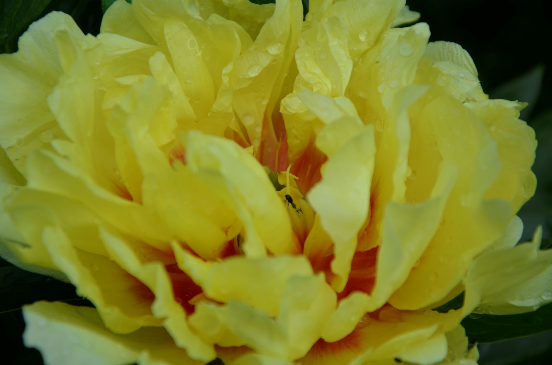 Paeonia Itoh 'Bartzella'